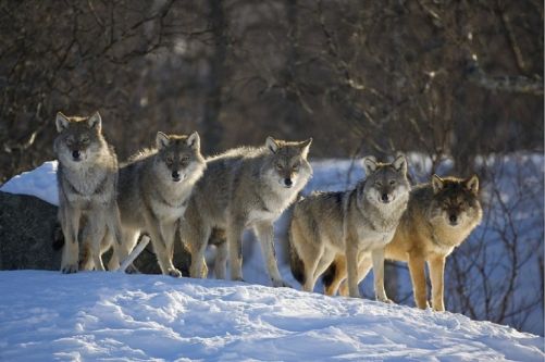 Pack of wolves as group of nodes creating another node.